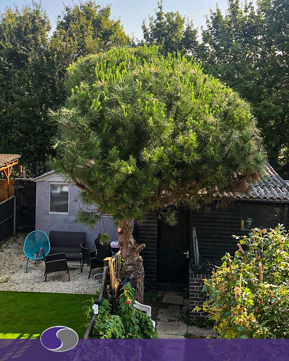 Comfacsol's tweet photo. Our Garden Service team had to lop an overgrown tree in our clients garden. We not only shaped the tree to our client specs, but also shaped it on their neighbours side to keep them happy too. Result two happy households. https://t.co/TYxMxQtB30 #CFSNews #treelopping #treecare https://t.co/VdkvVD4DDz
