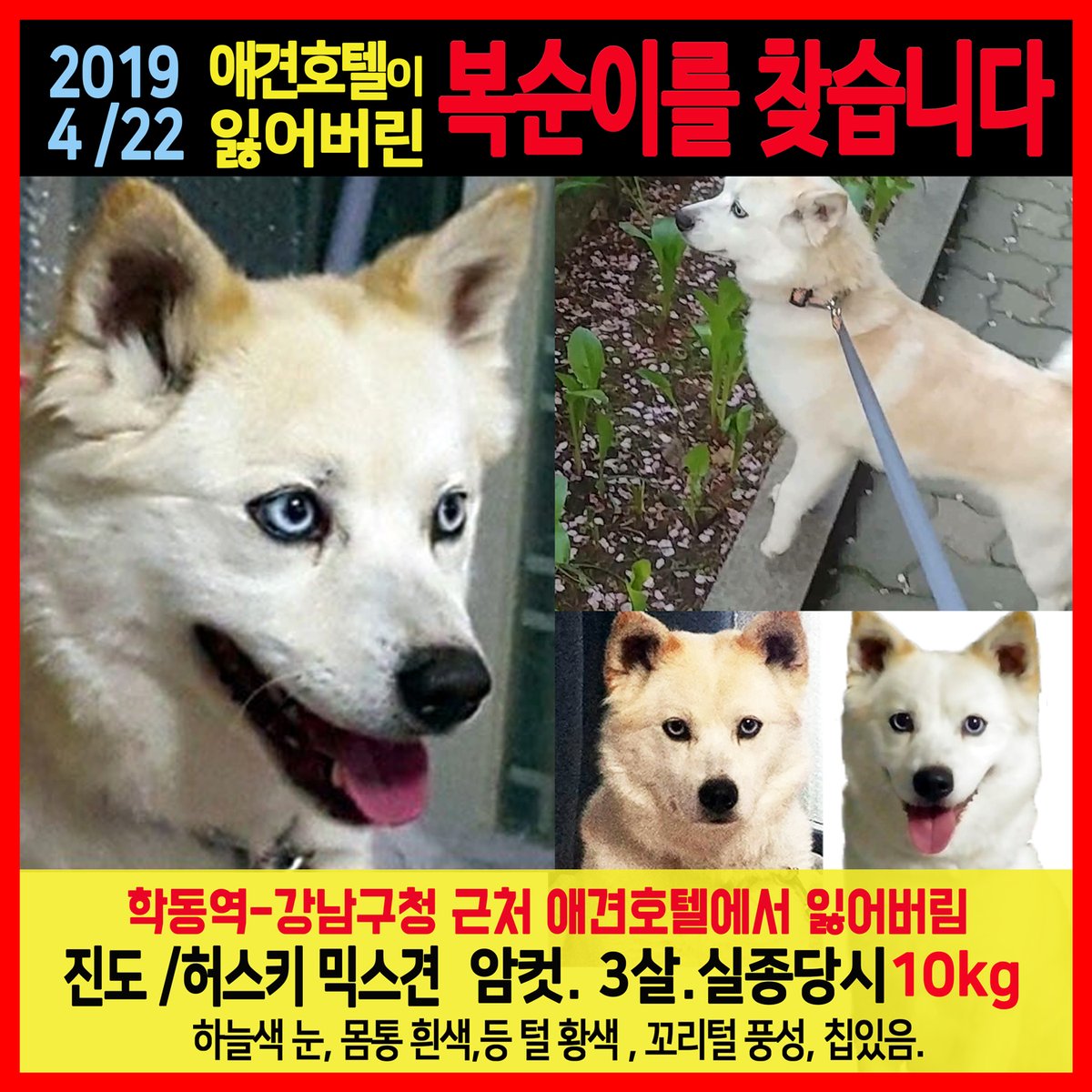 findtheboksoon's tweet photo. 여전히 감사하고, 제가 무엇으로 그 마음들을 다 갚을 수 있을지 모르겠어요. 복순이 찾았다는 소식으로 그 마음을 다 갚고 싶습니다. ㅠㅠ 2년이란 시간이 흘렀지만 여전히 복순이를 찾고 있습니다. 복순이의 사진을 다시한번 봐주세요 ㅠ https://t.co/yS5Cadk4xv