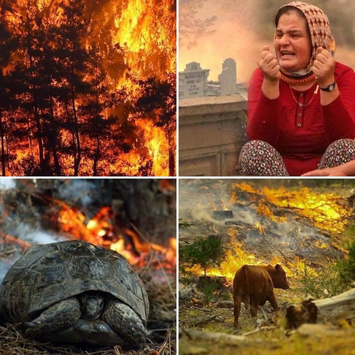 Canımız yanıyor.  İnsan, hayvan, ağaç… Giden her can bizim…
#manavgatyanıyor #PKKyakti