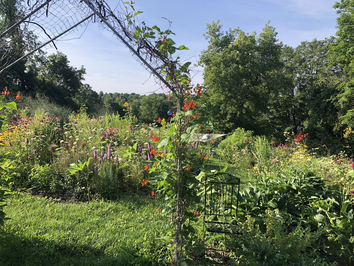 gglibrarian's tweet photo. Appreciating all of the work I’ve done on my #flowergardens this year. #gardening #vtsummer #polinators #sunflowers #beebalm #obamabeans https://t.co/mlfRBMAT7j