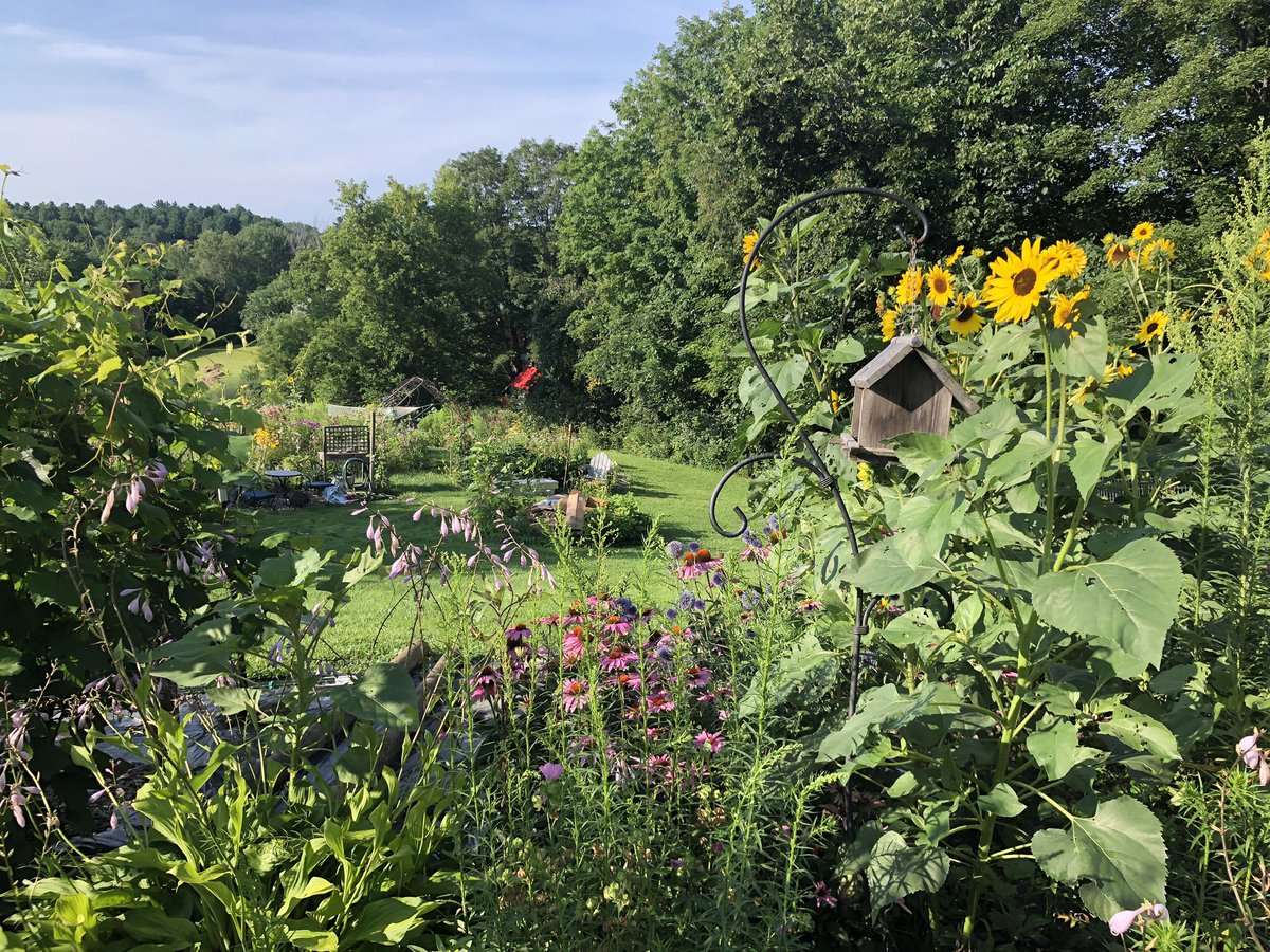 gglibrarian's tweet photo. Appreciating all of the work I’ve done on my #flowergardens this year. #gardening #vtsummer #polinators #sunflowers #beebalm #obamabeans https://t.co/mlfRBMAT7j