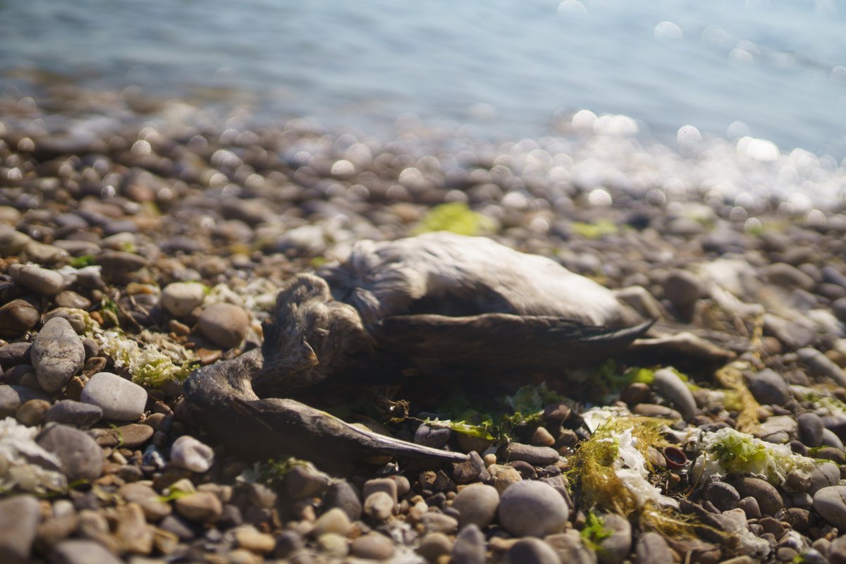 wowdotsurf's tweet photo. WOW team cleared beaches in #Istanbul. Plastic accumulating in our oceans and on our beaches has become a global crisis. Thousands of seabirds &amp; other marine mammals are killed each year after ingesting plastic or getting entangled in it.
#sustainability #charity #oceancleanup https://t.co/azY86schxH