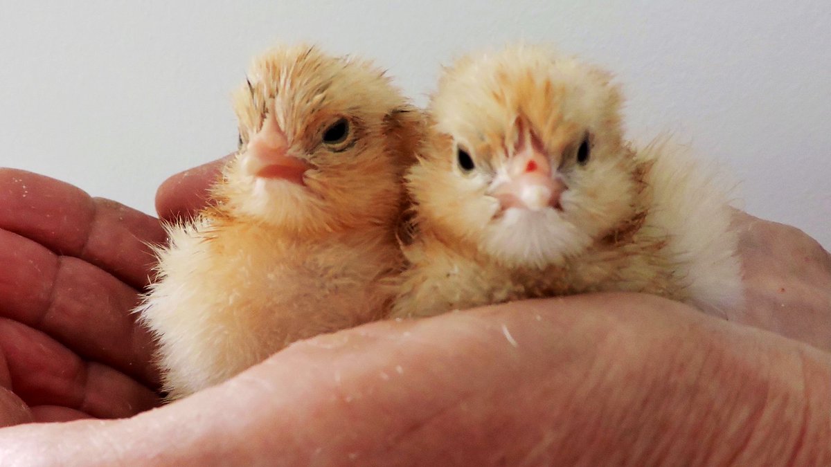 agriinsight's tweet photo. Hatching egg quality is a crucial parameter to maximise the number of day-old chicks per hen and thus the profitability of the breeder flock. #NovogenLayers talk us through the successful care of hatching eggs to produce quality chicks 👉🏼 https://t.co/3nl9u9cS9b https://t.co/iNHxRjSXxH