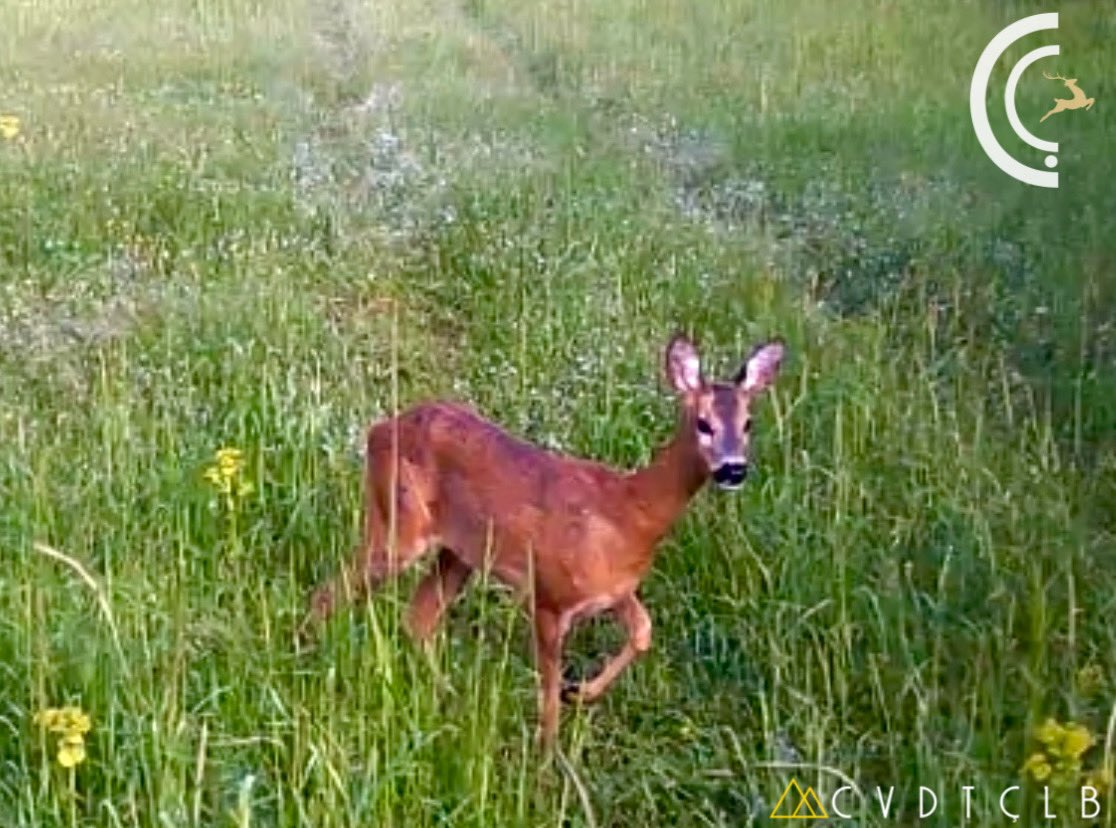 CVDTCLB's tweet photo. 17.4.2021 tarihli fotokapan fotoğrafları
AVCILIK SPOR DEĞİLDİR ❗️
E L İ K
#elik #karaca #deer #wildlife #yabanhayatı #küredağları #azdavay #kastamonu #vahşiyaşam #wildlifephotography #phototrap #nature #naturelover #saveanimals #stophunting #notohunting https://t.co/ptIrPUioFX