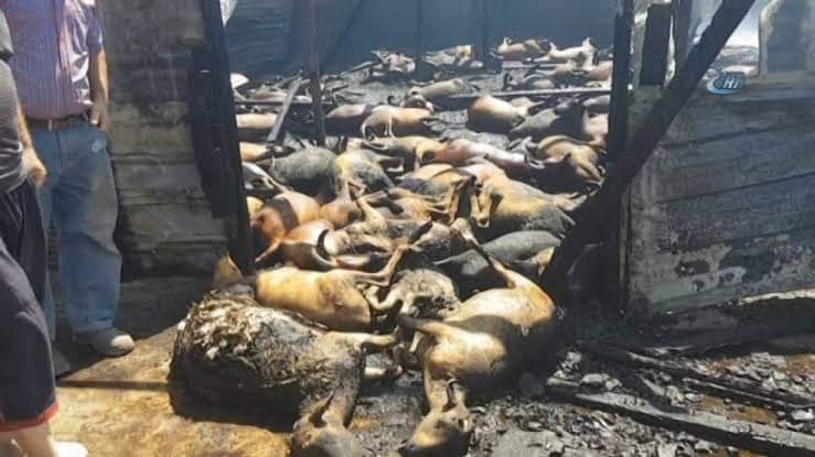 Bakın bu vatan hainleri vatanımızın yanmasına seviniyor lar ,,, bunları bulup gereken cezalarını çekmeleri gerekir ... canlılar yanıyor yazık... Antalya Manavgat