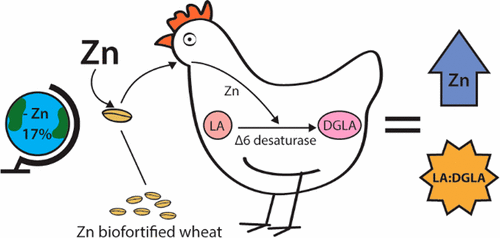 The Tako Lab (@tako_laboratory) on Twitter photo Dietary Zinc deficiency is a major health concern (~20% globally, ~15% US). The <a href="/tako_laboratory/">The Tako Lab</a> developed a novel Zinc status biomarker: LA:DGLA Ratio Predicts the Efficacy of Zn-Biofortified Wheat in vivo. Link:
pubs.acs.org/doi/10.1021/ac…
#Zinc; <a href="/ZincSociety/">ISZB</a>; <a href="/BigRedFoodSci/">Big Red Food Science</a> Dietary Zinc deficiency is a major health concern (~20% globally, ~15% US). The <a href="/tako_laboratory/">The Tako Lab</a> developed a novel Zinc status biomarker: LA:DGLA Ratio Predicts the Efficacy of Zn-Biofortified Wheat in vivo. Link:
pubs.acs.org/doi/10.1021/ac…
#Zinc; <a href="/ZincSociety/">ISZB</a>; <a href="/BigRedFoodSci/">Big Red Food Science</a>