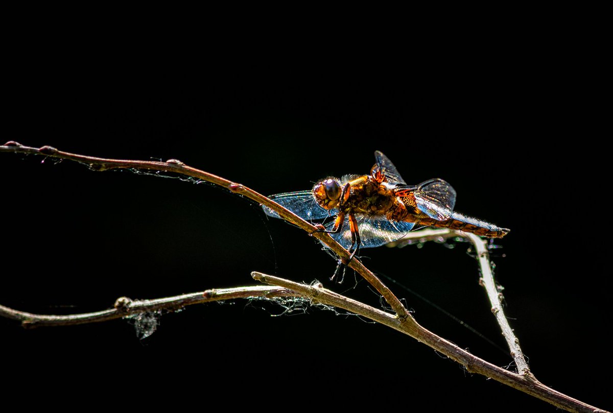Sunbathing
.
What kind of Dragonfly it is? I have no idea but quite liked the light conditions.

#StormHour #ThePhotoHour 
#dragonfly #wigpool #mitcheldean #forestofdean #sunbath #nature #outdoor