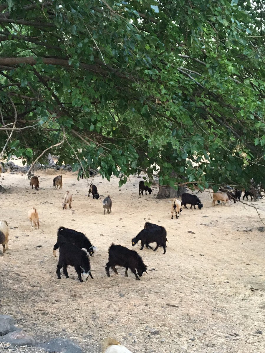 Mazgirt yaylası Zağpan 💚