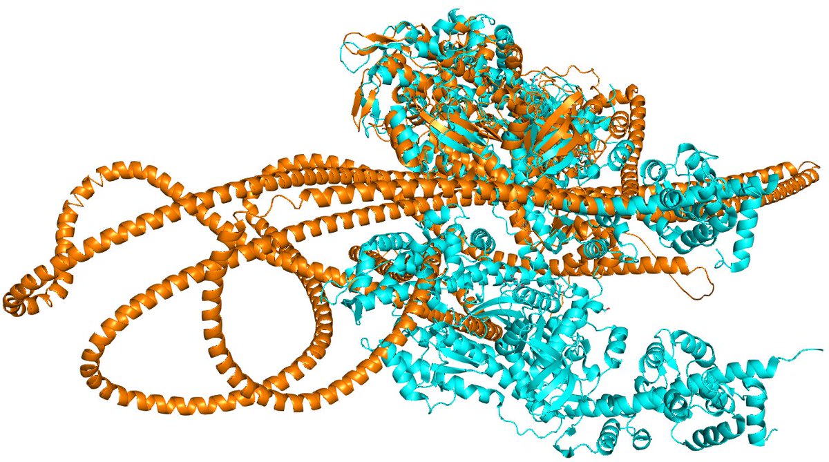 allisenergy's tweet image. Ok, so I decided to superimpose myosin structure to its alphafold predicted structure.. that went well.. #alphafold2 #Biochem #structureprediction
