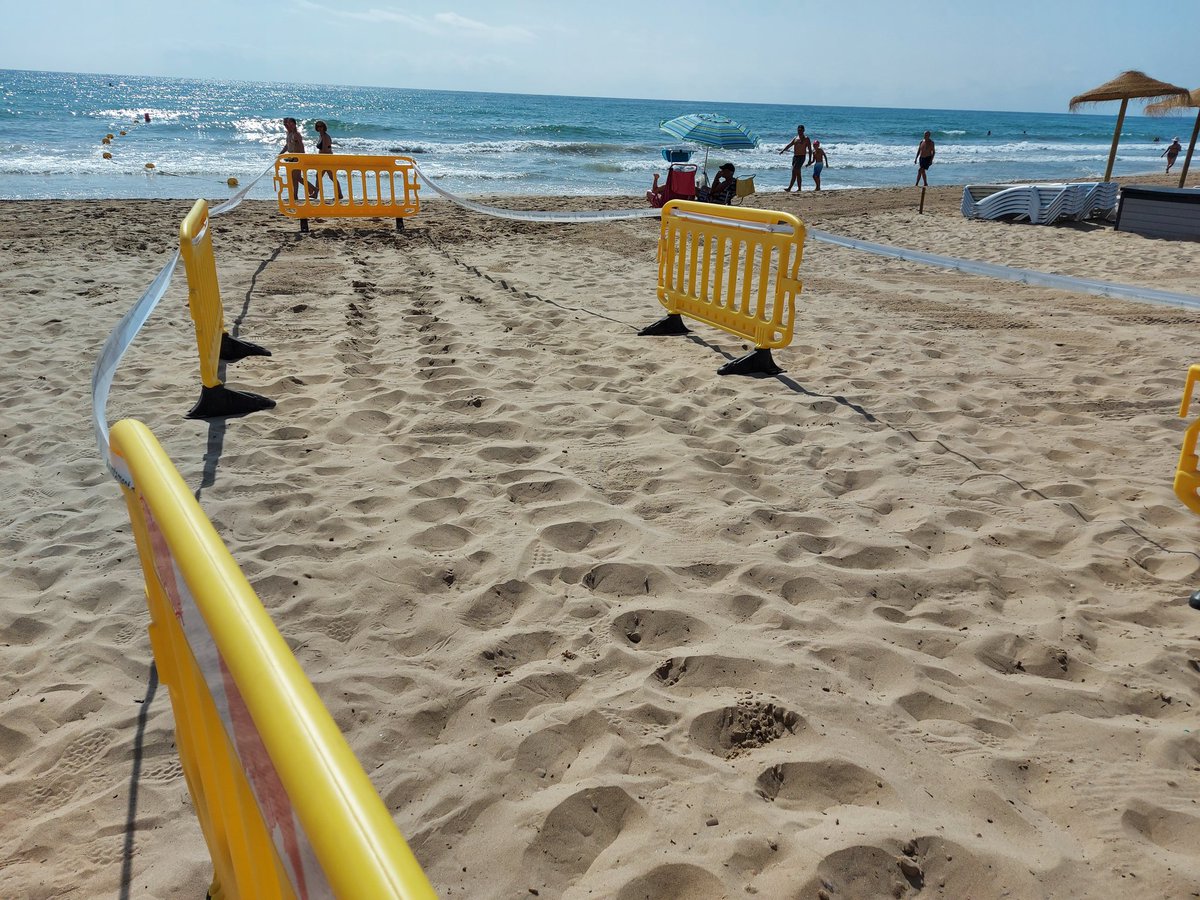 Rastrosarena's tweet photo. A las 11:30 presentación del programa en los Arenales del Sol con simulacro de nido incluido. #BuenosDias #Alertatortuga #Tortugaboba #Carettacaretta https://t.co/CppzxecQaU