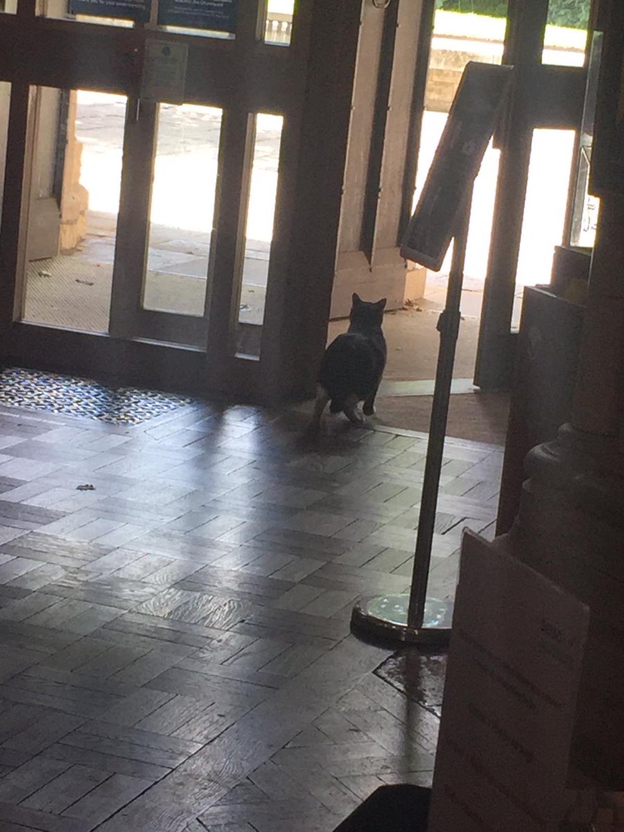 JuliaMGarvey's tweet photo. VIP Hodge the cat has arrived - not sure how impressed he is with proceedings #BESAinsight https://t.co/XsYMZh1MFo