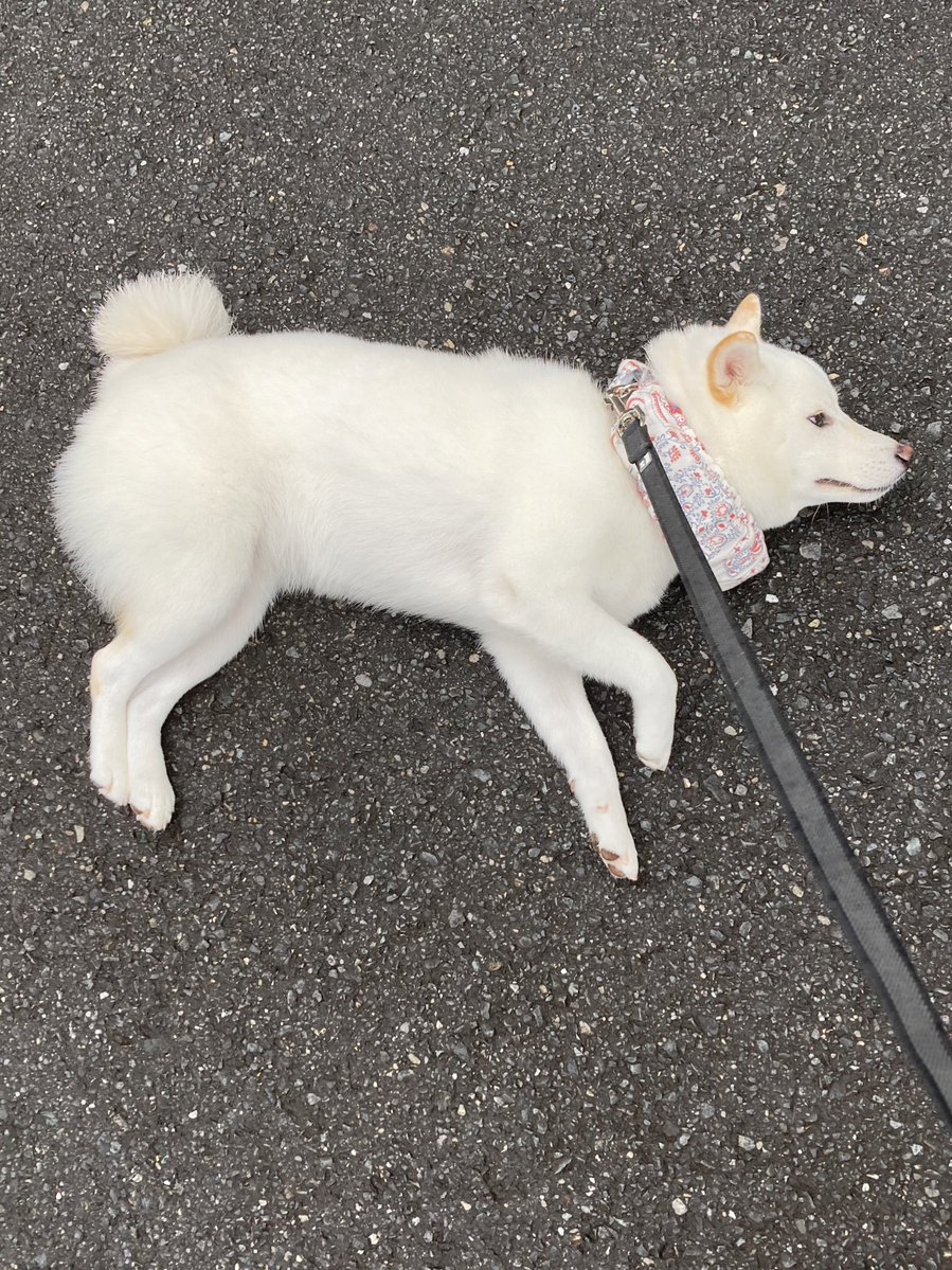 動きません 様々なポーズで散歩拒否 何とも言えない表情の柴犬がかわいい Twitter