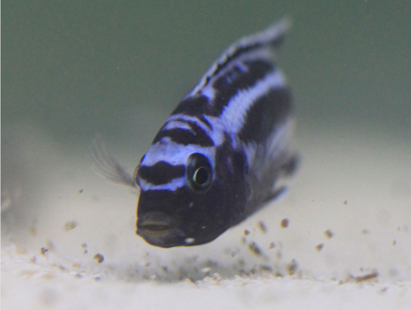 Claudius Kratochwil tweet media