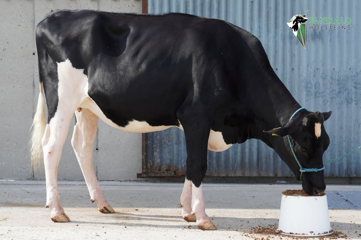 EmeraldHolstein's tweet photo. Lot 33 Selling July 31st 'Emerald Unix Sharon'

Due early September to sexed 'Doc Handsome'

Unix x VG87-3YR(88MS) Doorman x EX Mardi Gras x VG87 Man Oman x EX Goldwyn x EX Mtoto (Full sister to Picston Shottle) x Condon Aero Sharon EX91 then 5 more gens VG

Dam proj - 3.40% prot https://t.co/biJvvnXrKl