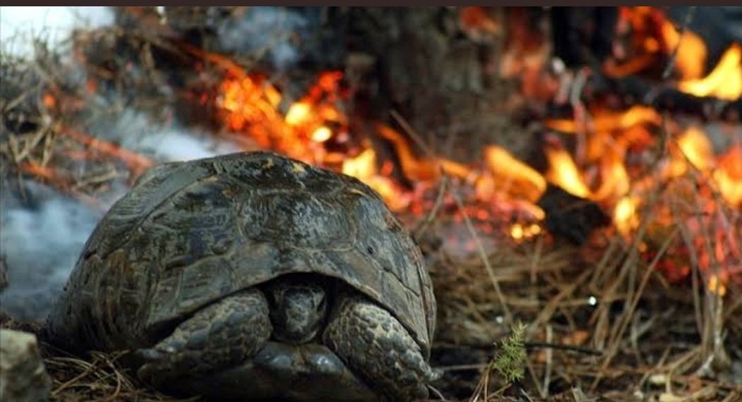 İnsanoğlu daha ne kadar kötüleşecek?
Daha ne kadar yakacak,yıkacak,tüketecek,yok edecek?
Ne zaman günün sonunda kendisinin de kaybettiğini anlayacak?
Ne zaman?
#manavgatyanıyor