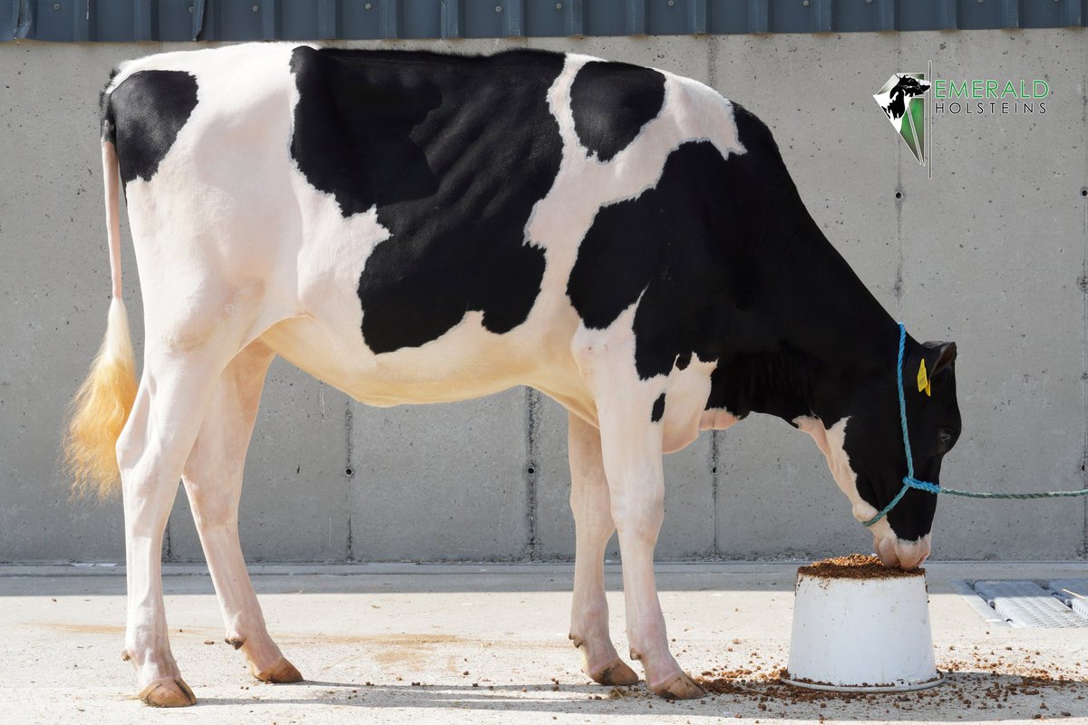 EmeraldHolstein's tweet image. Lot 11 Selling July 31st 'Emerald Jordy Twizzle *RC'

PD scanned in-calf to sexed OCD Mystic Crush (AI 11th April)

Jordy Red x VG89-3YR Solomon x EX94 Atwood x Hallow Advent Twizzle 3 EX96

Sale - July 31st GVM Mart, Kilmallock

Catalog now available
