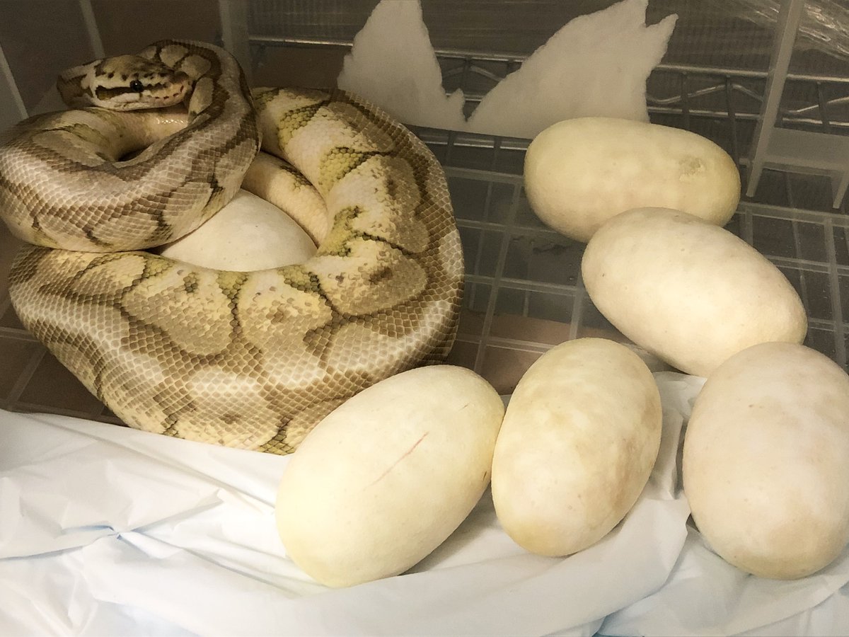 ballpython2019's tweet image. う…うううう産んでた〜❗️✨😳
一個しか抱えて守ってないけどww
でも初産でめっちゃ頑張ったね〜❗️偉いぞ❗️🐍🥚🥚🥚🥚🥚🥚✨👏
一応卵を守るかぁちゃんモードになってるらしくプシプシ噴気音出して怒ってます😂w
ゆえにちょっと飼い主おっかなびっくりw
#ボールパイソン