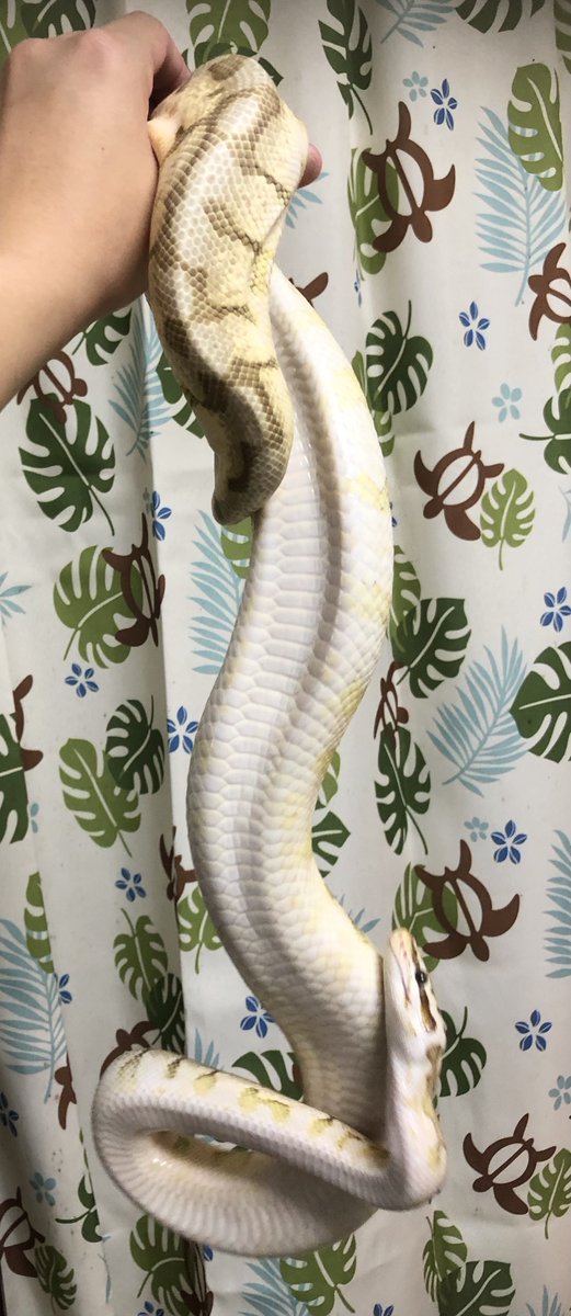 ballpython2019's tweet image. う…うううう産んでた〜❗️✨😳
一個しか抱えて守ってないけどww
でも初産でめっちゃ頑張ったね〜❗️偉いぞ❗️🐍🥚🥚🥚🥚🥚🥚✨👏
一応卵を守るかぁちゃんモードになってるらしくプシプシ噴気音出して怒ってます😂w
ゆえにちょっと飼い主おっかなびっくりw
#ボールパイソン