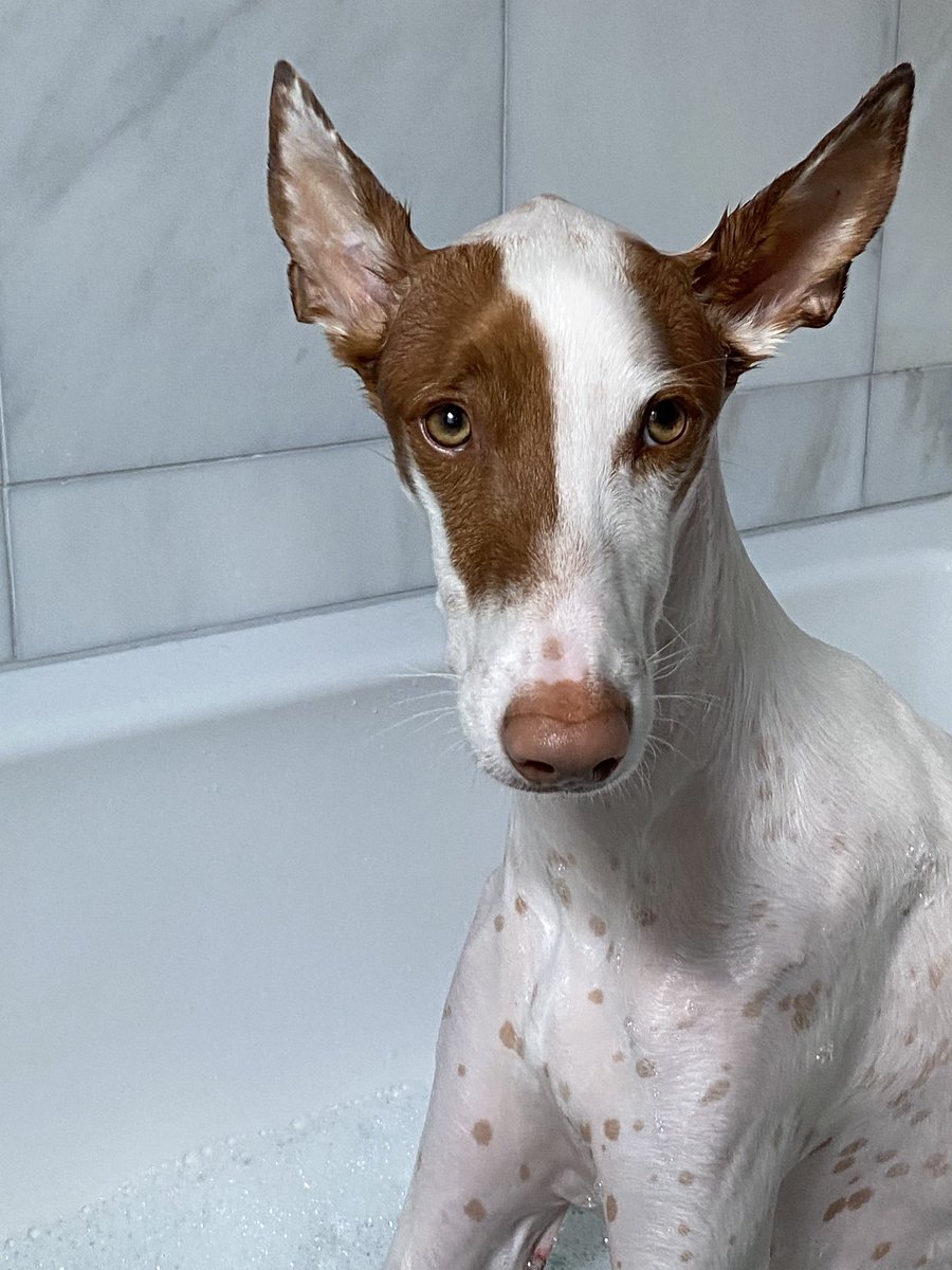 Chuck Bell tweet media