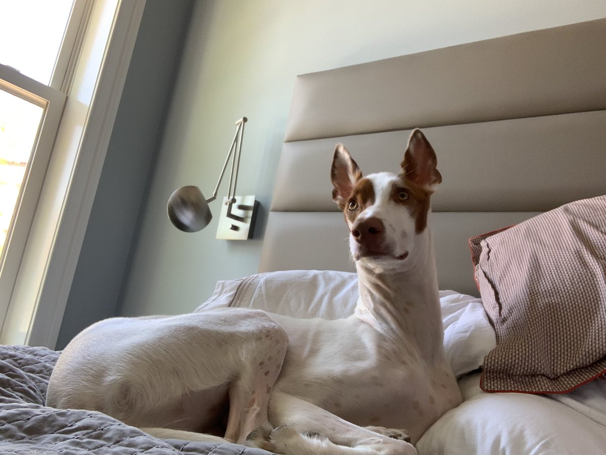 Chuck Bell tweet media