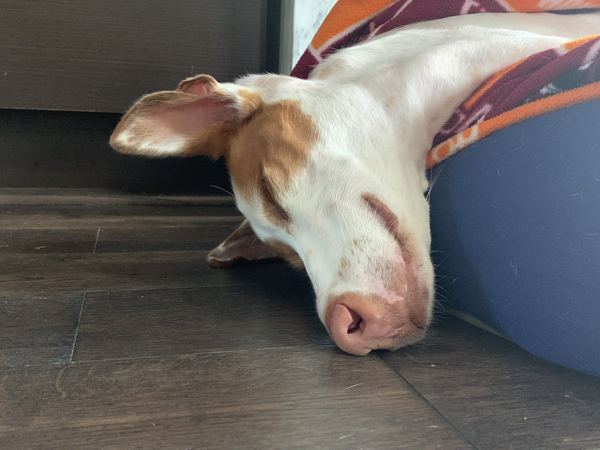 Chuck Bell tweet media