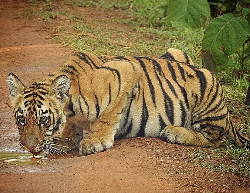 The tiger is more than a big orange cat #InternationalTigerDay2021 #tigerday #tiger #Tigers #catsofinstagram #BBCWildlifePOTD #WorldofWilds #wildlifephotography #wildlife #CatsOfTwitter #animals #IndiWild #Luv4Wilds #NaturePhotography #ThePhotoHour #NikonIndia #photography
