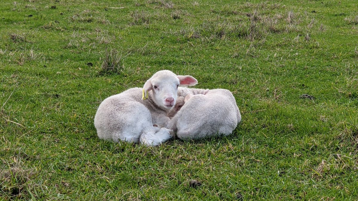 deep_dene_KI's tweet photo. Lambing is finished. What a cracker of a wet season!! 
Lambing % to come.
#merinosa #lambing #lambs #rainfordays #farmlife https://t.co/RUdpD6Rw1F