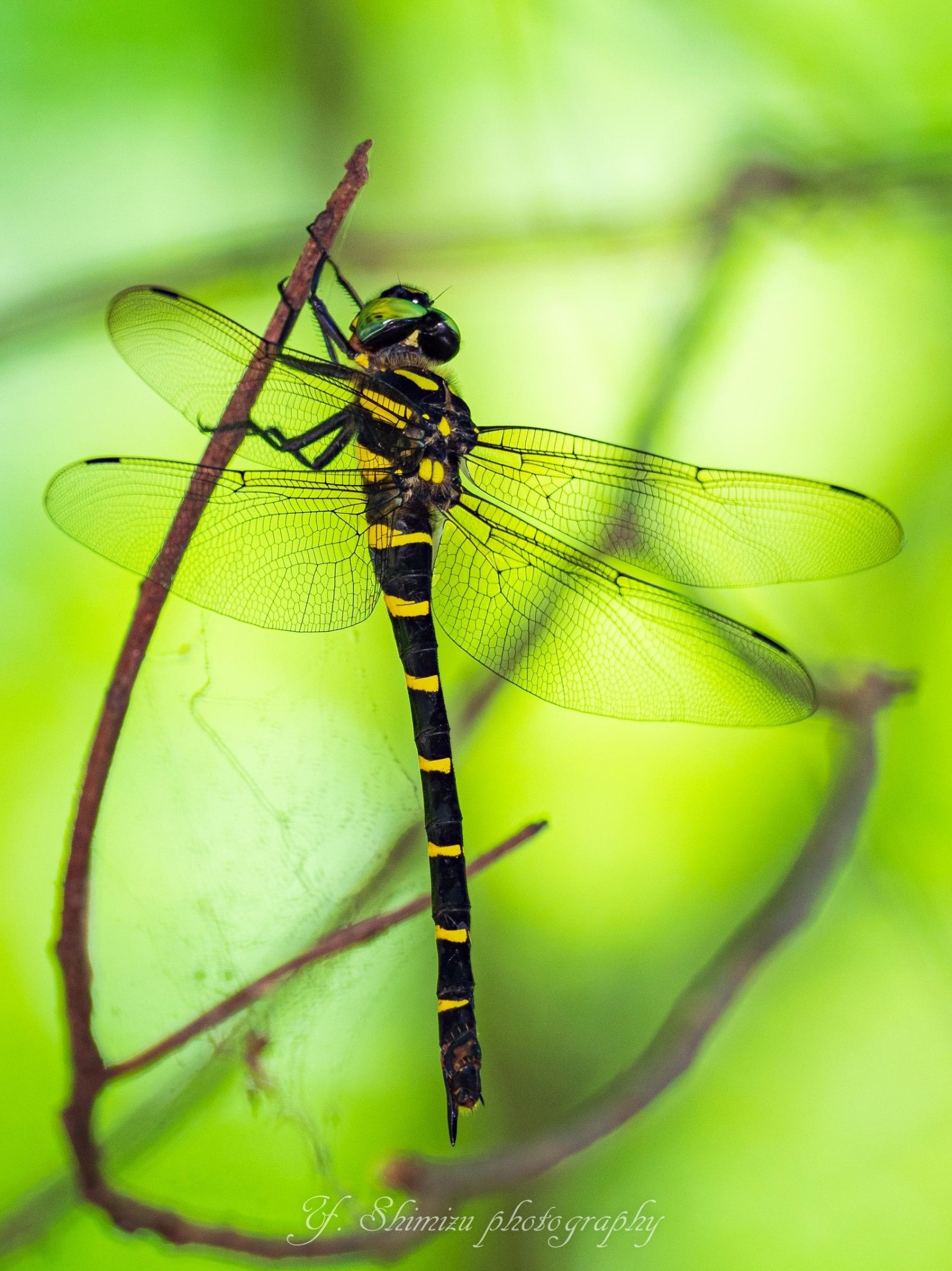 しみず 虫撮る人 オニヤンマ 何度見てもかっこいい蜻蛉 昆虫 昆虫写真 キリトリセカイ 東京カメラ部 ファインダー越しの私の世界 写真好きな人と繋がりたい Olympus オニヤンマ T Co J5bp8eo6it Twitter