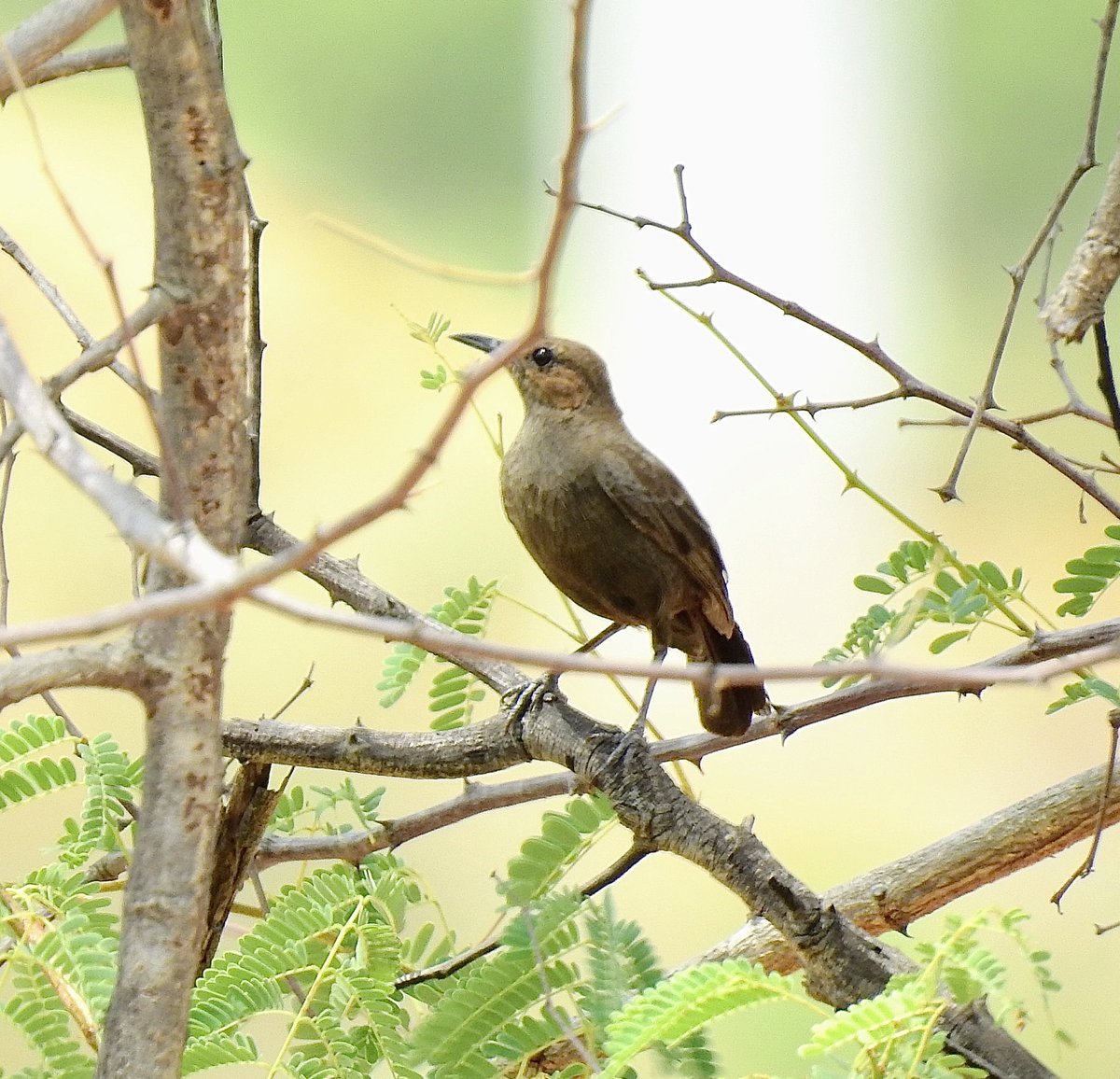 Brown rock chat June 2021 Walajapet, southern India. #indiaves @Avibase @indiAves #BBCWildlifePOTD @ThePhotoHour #Luv4Wilds @birdemergency @worldofwilds @tnbirdwatching #TamilNadu #birdphotography #birdwatching #BirdTwitter #BirdsSeenIn2021