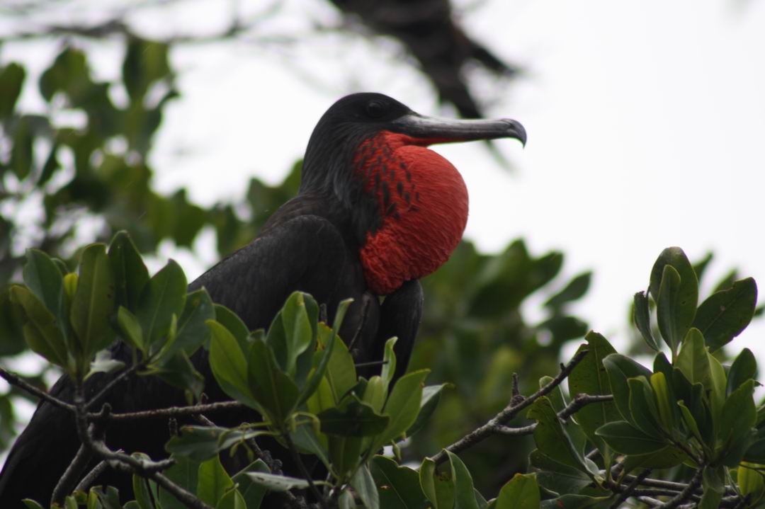 La Tijereta de Mar (Fregata magnificens #AvesAcuáticas