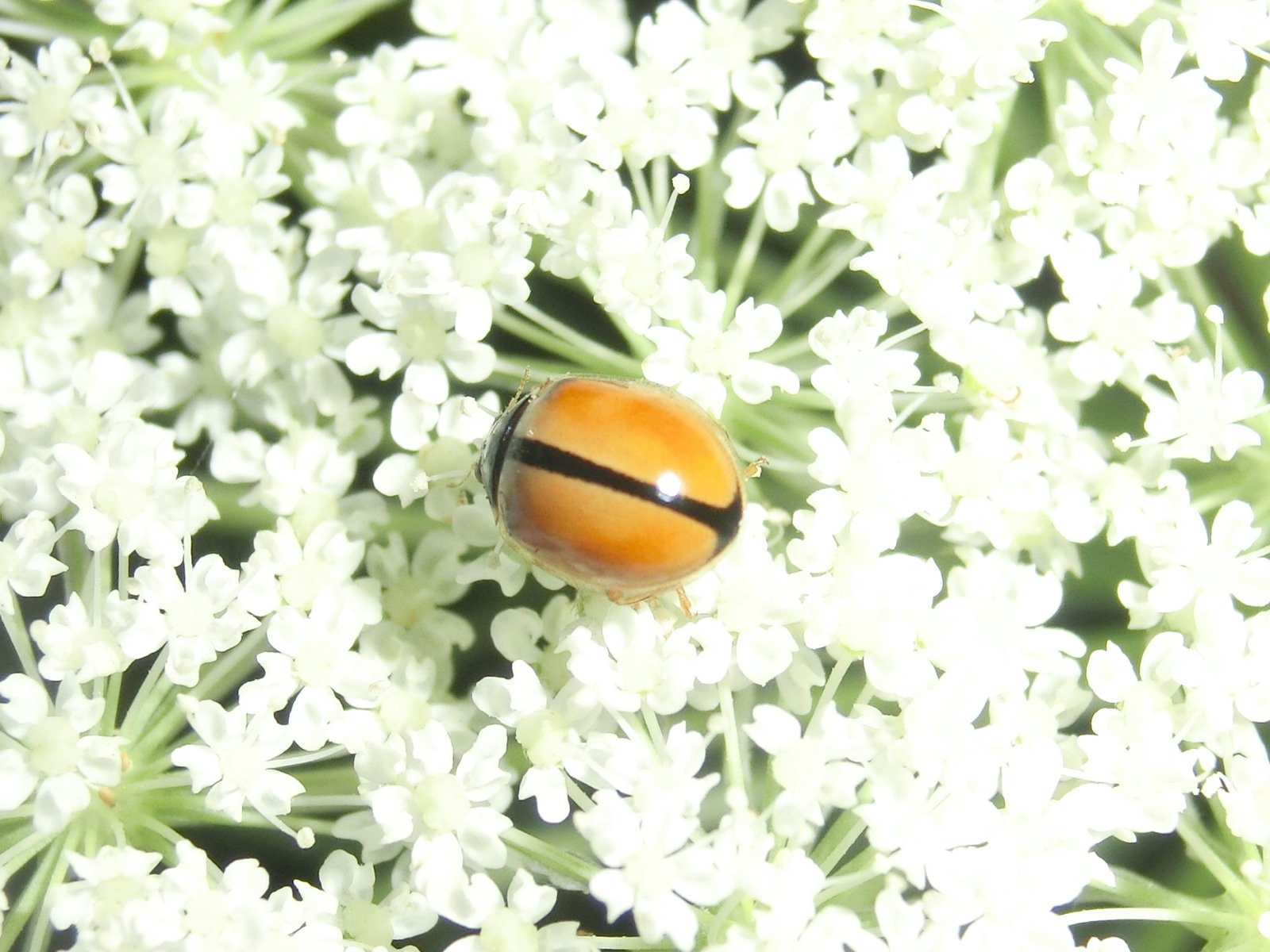 風信子 かのこ ヒメカメノコテントウ のちょっと変わった模様 別のテントウムシみたい 昆虫 テントウムシ T Co Kh1pjh5vmc Twitter