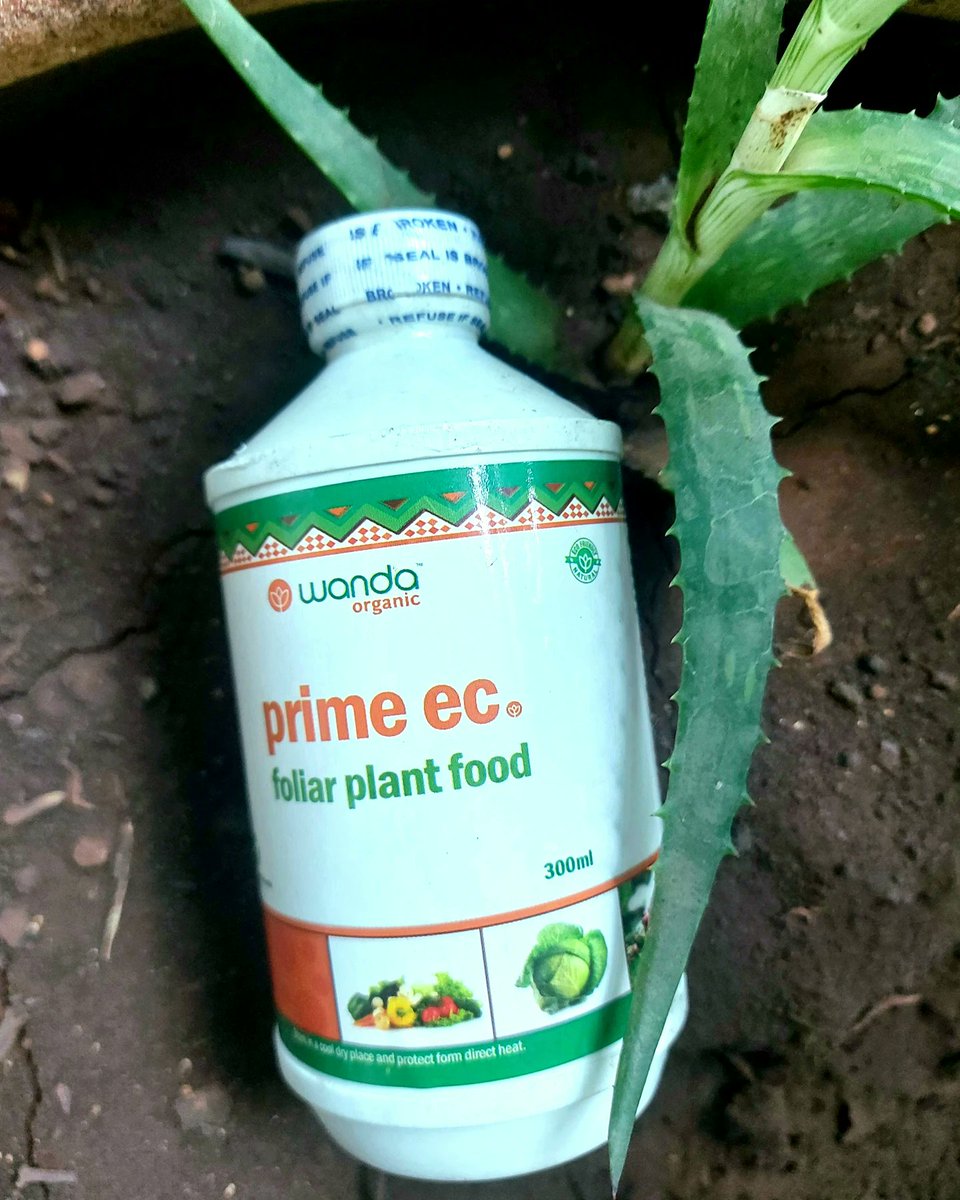 WandaAgGroupLtd's tweet photo. Forget about choosing between QUALITY and QUANTITY, choose BOTH! 
Prime ec organic foliar plant food contains most nutrients which ensures that crops get all the nutritional requirements at all stages.
Save your plants with Prime ec today! 
#organicfarming 
#organicgardening https://t.co/bzsjxPoiAn