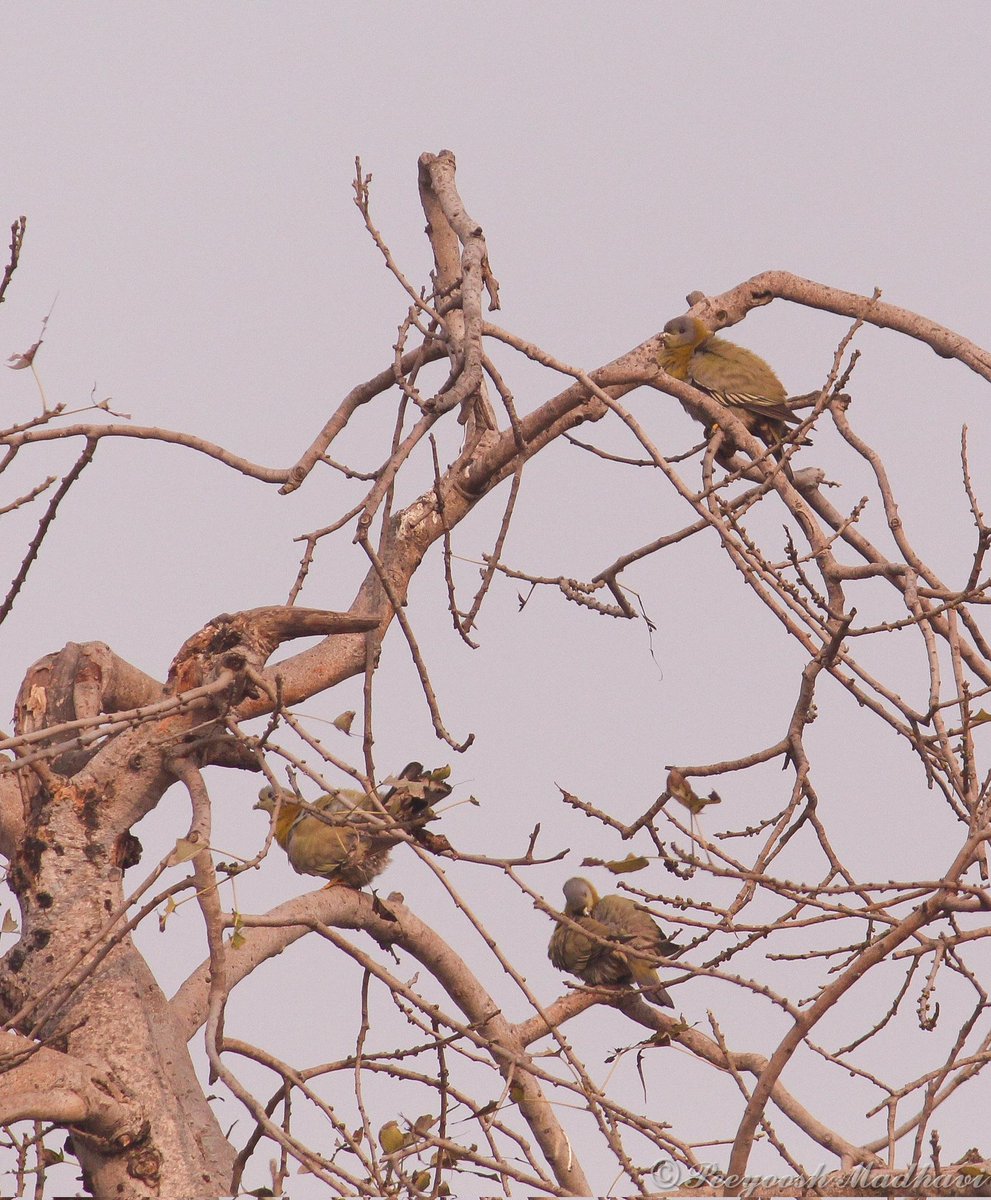 Peeyoosh Madhavi tweet media