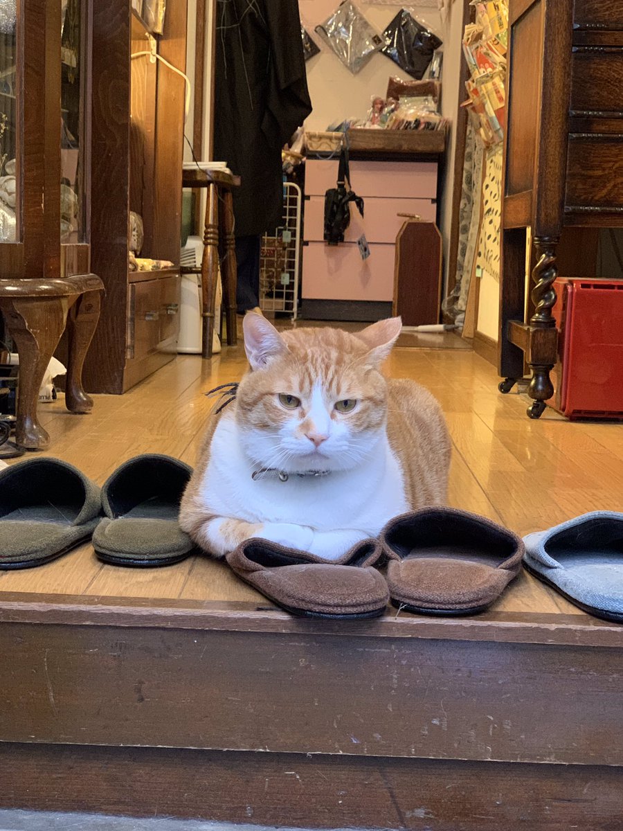 スリッパを揃えて ご来店をお待ちしていま す 猫店長 神楽坂 21 07 29 ふくねこ堂
