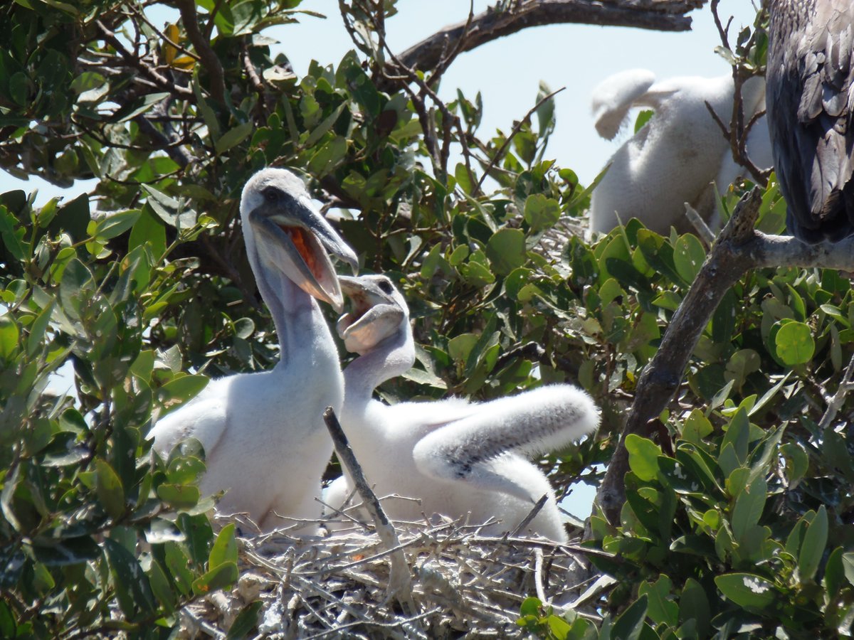 Pichones de Pelícano (Pelecanus occidentalis) #AvesAcuáticas