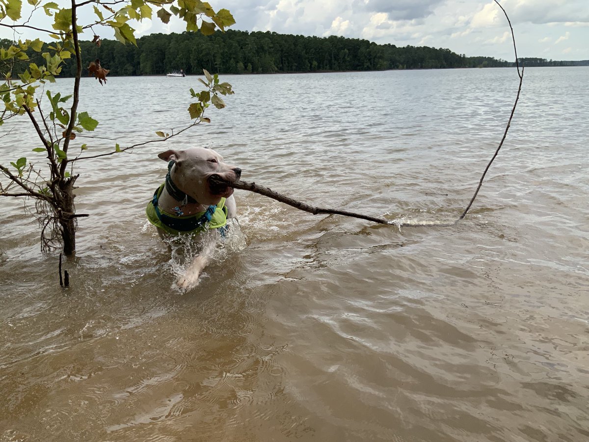 BradMil75025630's tweet photo. #Mistletoestatepark #dog #adopteddog #amstaffmix https://t.co/bOXpzwTl60