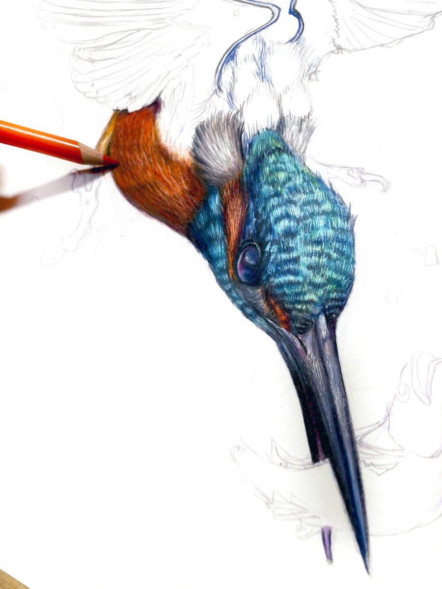 カワセミ色鉛筆画 絵だからこそ 生き物自体の素晴らしさをじっくり見て欲しい ノーチのしっぽ研究所のイラスト