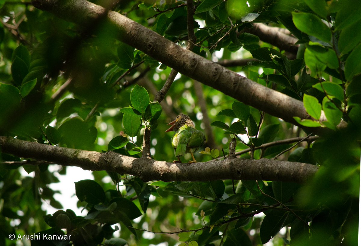 Arushi Kanwar tweet media