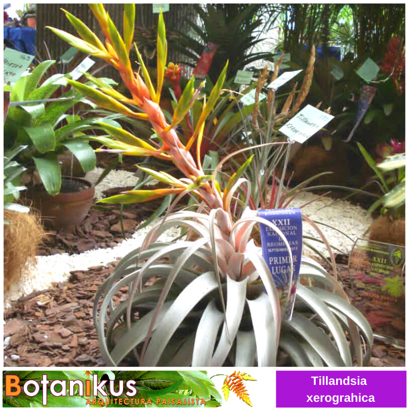 BotanikusVe's tweet photo. #TipsBotanikus
Conozca mas de esta bella Tillandsia xerographica en nuestro canal de #YouTube
https://t.co/BgYQfjjrtK
* Whatsapp: + 58 (414) 2300833
https://t.co/2oymnhZx1P
#botanikus #amigosdebotanikus #jardinería #jardines #bromelias #orquídeas #plantas #tillandsias https://t.co/Hl03KZWGQ5
