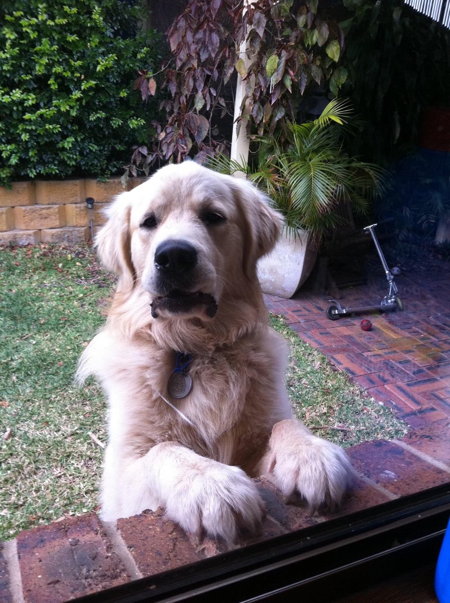 This beautiful, gentle soul turned 11 this week! We are so blessed that we are his family 💚 #george #rescue #goldenretriever #family <a href="/sidewalkangels/">Sidewalk Angels</a> <a href="/ThisIsRobThomas/">Rob Thomas</a>