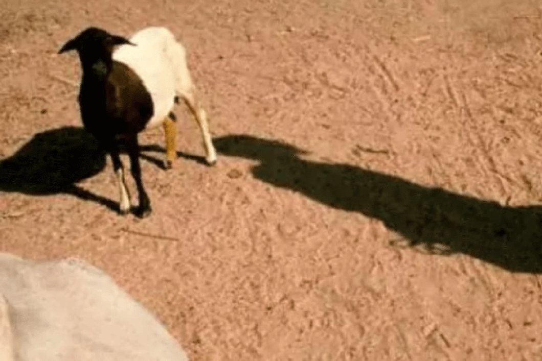 pakistan_issues's tweet photo. 5 Men Raped a Goat in Okara
https://t.co/57L2ikCpIb https://t.co/bFjVvVIF0s