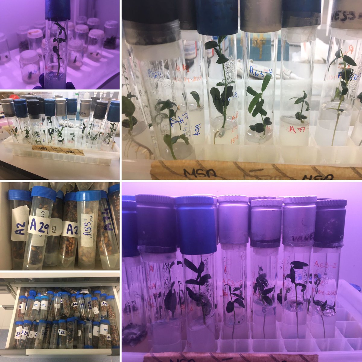 Gen4Olive's tweet photo. The @ujaen has been picking Wild Olive Trees fruits from different locations with a view to establishing a germplasm bank of these local cultivars with seeds and young embryo-derived plants 🧬🌳
#H2020 #bioeconomía #oliveoil #agriculture #climatechangechange https://t.co/bAzPLQvefE