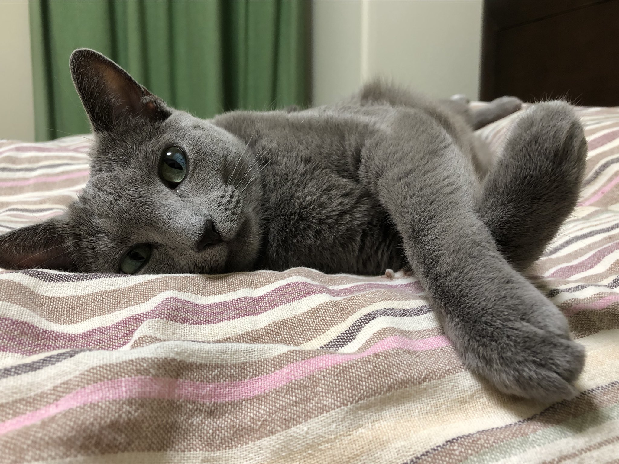 تويتر Misha على تويتر おててクロス 猫 ロシアンブルー T Co Almtadlbxh
