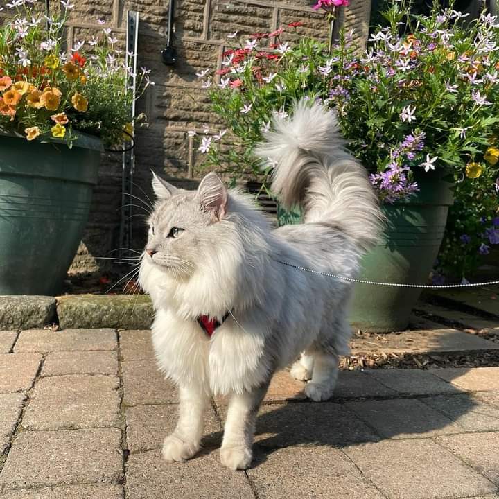 It was an absolute pleasure to have you as our guest beautiful 😘

Reposted from IG 'oreo_thelittle_fluff' 😊 I am having a good time exploring the Peak District with my hooomans. Thank you 'ploughinnhathersage' for an amazing stay! 

#petswelcome #petfriendly #hathersage