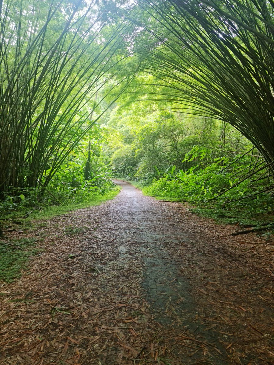 TourismTriniLtd's tweet photo. Upon lifting of outdoor exercise restrictions, we went walking in the Bamboo Cathedral. Surprise … we sighted a cute red howler monkey. Love my #sweetsweettrinidad!
#howlermonkey #redhowlermonkey #wildlife #bamboocathedral #chaguaramas #naturetrails #outdooradventures https://t.co/5wJT4sRByE