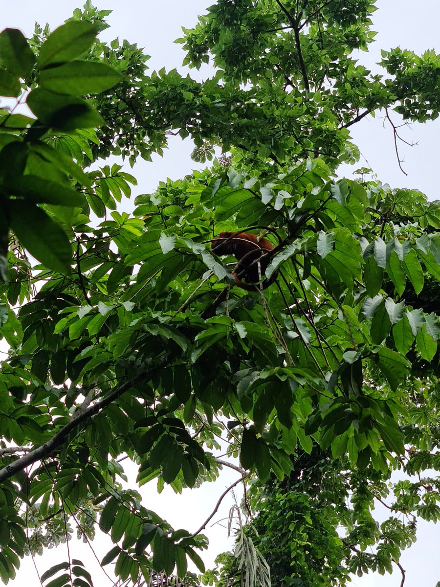TourismTriniLtd's tweet photo. Upon lifting of outdoor exercise restrictions, we went walking in the Bamboo Cathedral. Surprise … we sighted a cute red howler monkey. Love my #sweetsweettrinidad!
#howlermonkey #redhowlermonkey #wildlife #bamboocathedral #chaguaramas #naturetrails #outdooradventures https://t.co/5wJT4sRByE