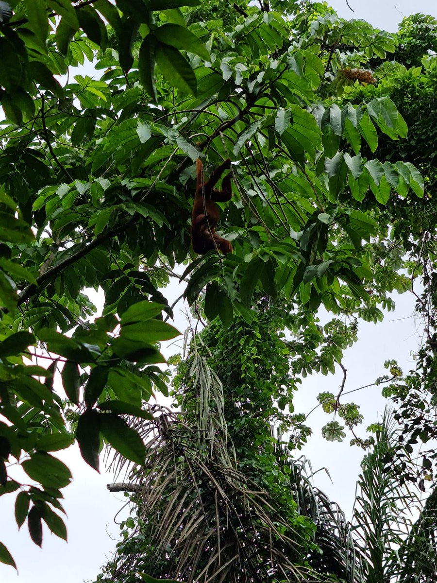 TourismTriniLtd's tweet photo. Upon lifting of outdoor exercise restrictions, we went walking in the Bamboo Cathedral. Surprise … we sighted a cute red howler monkey. Love my #sweetsweettrinidad!
#howlermonkey #redhowlermonkey #wildlife #bamboocathedral #chaguaramas #naturetrails #outdooradventures https://t.co/5wJT4sRByE