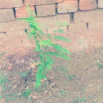 Navneet78023911's tweet photo. #nykbarabanki #planation #greenvillegecleanvillege @YASMinistry @Nyksindia @ianuragthakur @NisithPramanik @narendramodi @myogiadityanath @BarabankiD @BBKNews @upendrasinghMP @cdo_barabanki https://t.co/eJNm7Ir0ls