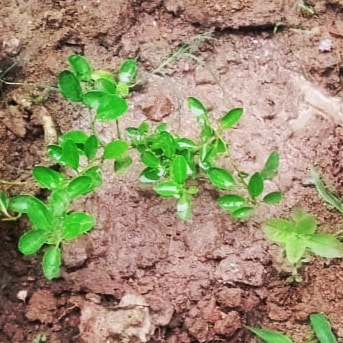 Navneet78023911's tweet photo. #nykbarabanki #planation #greenvillegecleanvillege @YASMinistry @Nyksindia @ianuragthakur @NisithPramanik @narendramodi @myogiadityanath @BarabankiD @BBKNews @upendrasinghMP @cdo_barabanki https://t.co/eJNm7Ir0ls