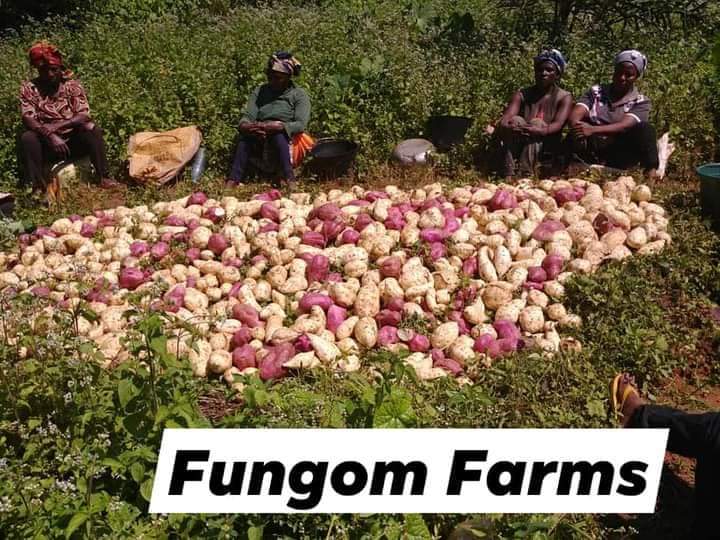 FungomF's tweet photo. At the #FungomFarms, we manage agro-ecosystems for improved &amp; sustained productivity, increased profits/ensure food safety &amp; security

@Cirad @CRTV_web
@MinaderCm @UKAidDirect

#foodsystem
#agribusiness
#GoodFood4All
#FoodSystemsHero
#FoodSystemsSummit
#foodsystemssummithero https://t.co/YZAy87Kjeq